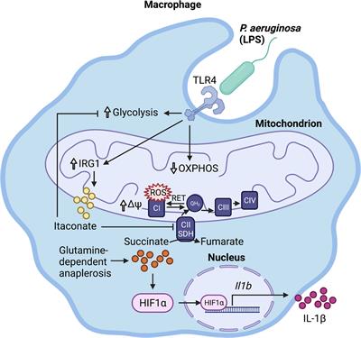 Immunometabolites Drive Bacterial Adaptation to the Airway